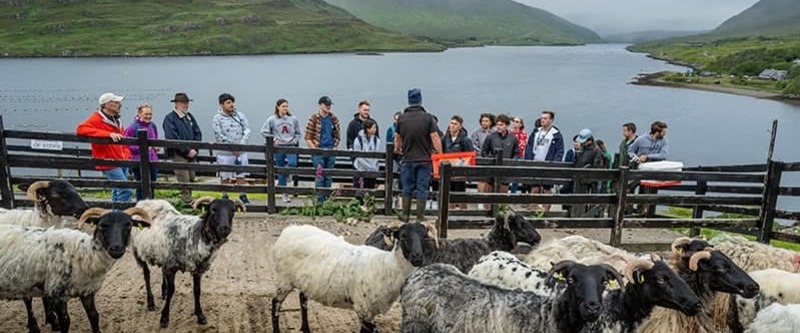 Kylemore vet program 1